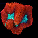 Trachyphillia geoffroyi (WYSIWYG)