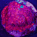 RF Grafted Sonic Boom Chalice