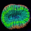 RF Grape Ape Lobophyllia - Lobophyllia hemprichii
