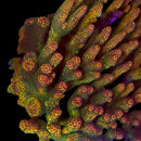 TSA Lion O 3cm Frag