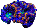RF Chromatic Crusader Aussie Acan Lord  - 3 Heads