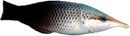 Green Bird Wrasse (Gomphosus varius) (Female)