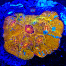 RF Rainbow Road Chalice