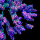 Poison Envy 3cm Frag