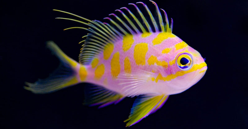 Borbonius Anthias (Holoanthias borbonius)
