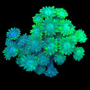 RF Spearmint Goni - WYSIWYG F7