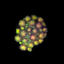 RF Goniopora - WYSIWYG M6