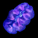 Blue Maxima Giant Clam (Tridacna maxima) - DR Medium