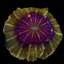 RF Red Goldshower Acanthophyllia (WYSIWYG)