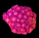 RF Goniopora - WYSIWYG G8