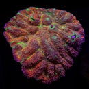 RF Emerald Abyss Lobophylli