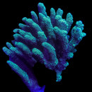 RF Forest GreenAcropora - WYSIWYG