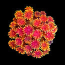WWC Mai Tai Micro Goni - WYSIWYG E4