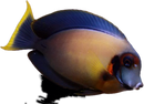 Chocolate Tang (Acanthurus pyroferus)