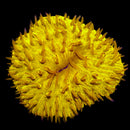 RF Golden Singularity Fungia - (WYSIWYG)