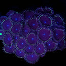 Sable People Eater - 3 Polyps