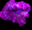 RF Cyberpunk Violet Rhodactis  - WYSIWYG A4