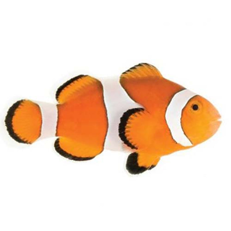 Ocellaris Clownfish Amphiprion ocellaris