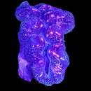 Blue Maxima Giant Clam (Tridacna maxima) - DR Medium