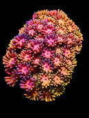 RF Goniopora WYSIWYG X4