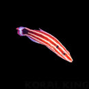 Peppermint Hogfish (Bodianus opercularis)