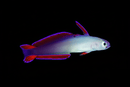 Pruple Firefish (Nemateleotris decora)