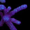 RF Arctic Purple Stag 3cm Frag