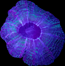RF Indophyllia