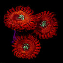 RF Magician Gigantus - 5 Polyp