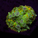 RF Calico Carpet Rhodactis Mushroom