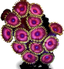 RF Pink Mistress - 3 Polyps