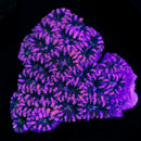 RF Pink Shrebert Aussie Acan Lord - 1 Head