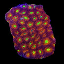RF Rainbow Blast Echinata - 3 Eye Frag