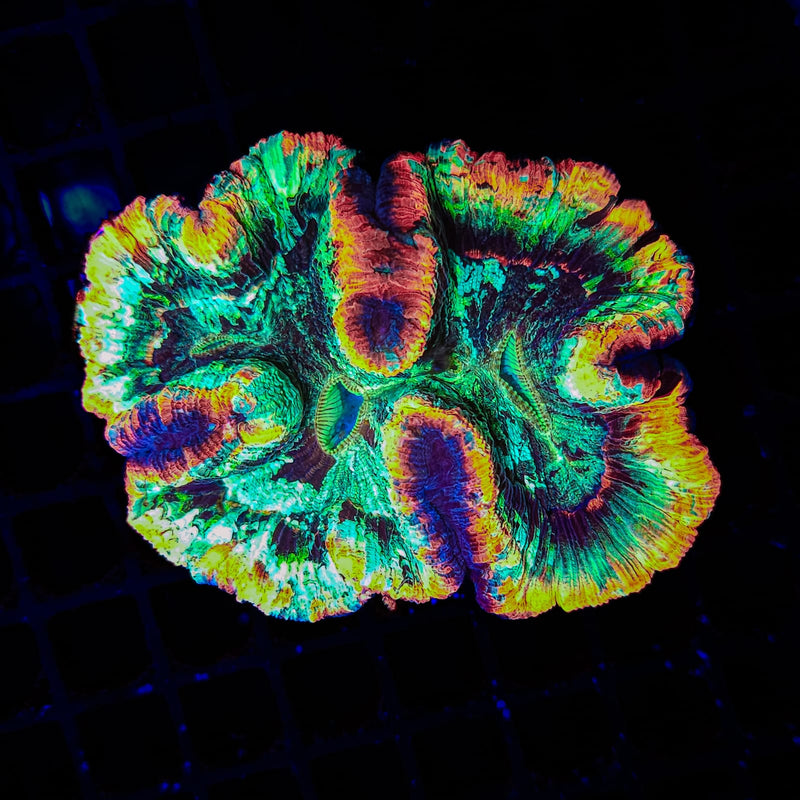 Trachyphillia