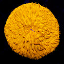 RF Neon Sunburst Fungia - (WYSIWYG)