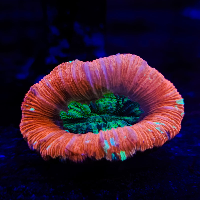Wellsophyllia