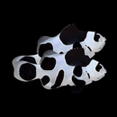 Black Storm Clownfish (Amphiprion Ocellaris Pair)