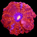 RF Amethyst Flame Acanthophyllia