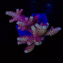 RF Grafted Millipora