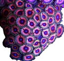 RF Pink Bunny - 3 Polyps