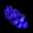 Tridacna Crocea (WYSIWYG)