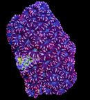 RF Nexus Galaxy Aussie Acan Lord - 1 Head