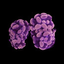 RF Rose Bud Hammer (Euphyllia paraancora) - WYSIWYG