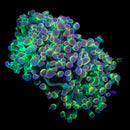 Hologram Branching Hammer (Euphyllia paraancora) - WYSIWYG