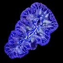 Tridacna Crocea (WYSIWYG)