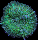 RF Acid Rain Bounce Rhodactis  - WYSIWYG