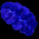 Tridacna Crocea (WYSIWYG)