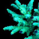 TSA Honeysuckle AED450 3cm Frag