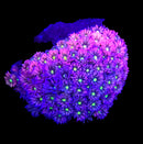 RF Goniopora - WYSIWYG P9