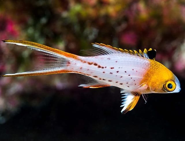 Lyretail Hogfish (Bodianus anthoides)